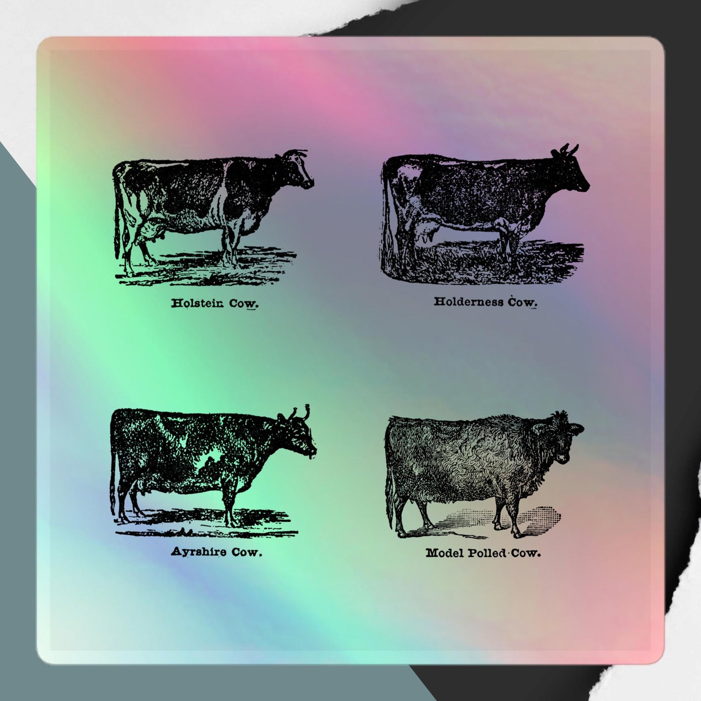 Cow Collection Holographic Stickers | Durable Vinyl & Eye-Catching Design - luxlabellabs.com